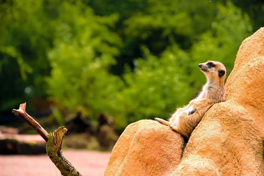 Ein Erdmännchen chillt auf einem Stein