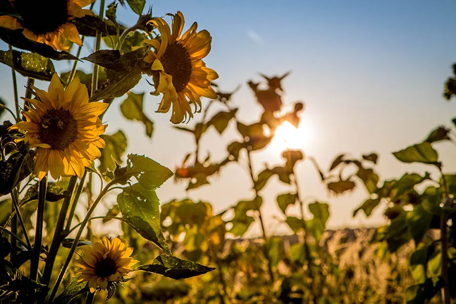 Mehrere Sonnenblumen im Gegenlicht der sommerlichen Abendsonne.