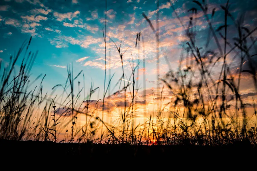 Kurz vor Sonnenaufgang auf einer Wiese. Die Kamera ist auf Höhe des Bodens positioniert, sodass die Grashalme übergroß wirken.