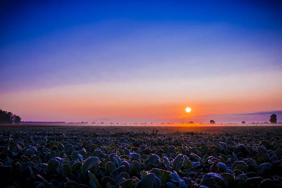 Ein Sonnenaufgang über einem Feld, auf dem der Tau noch glänzt.