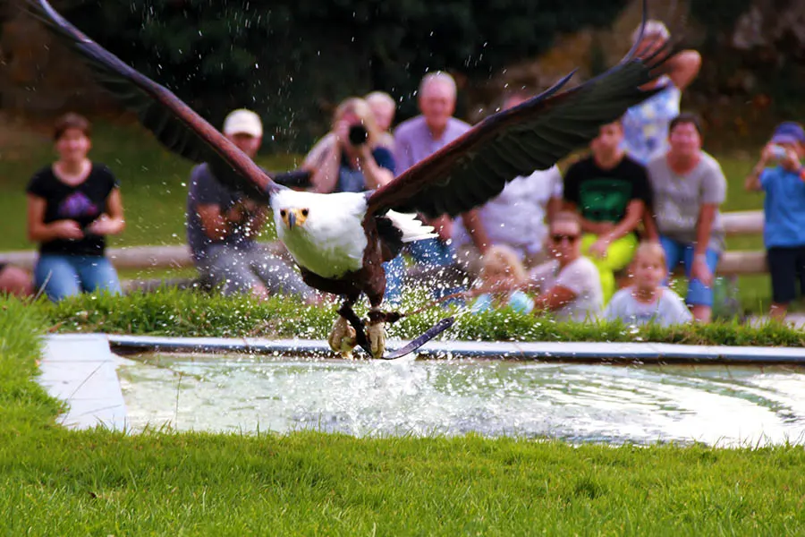 In einer Vogelgreifschau fangt ein Weißkopfseeadler etwas aus einem Wasserbecken.